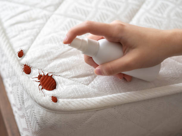 Best Termite Control Services  in Fetters Hot Springs Agua Liente, CA