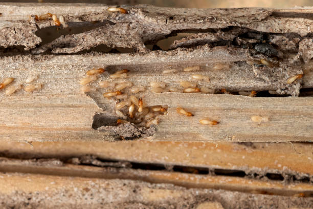 Best Wasp Removal Services  in Fetters Hot Springs Agua Liente, CA
