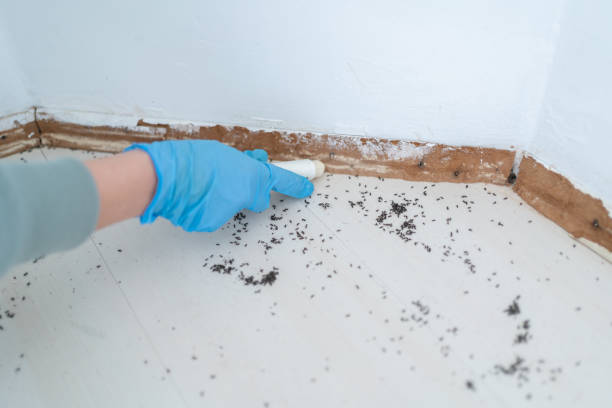 Best Local Pest Control Services  in Fetters Hot Springs Agua Liente, CA